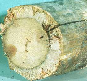 A decaying log 