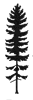Red Spruce icon