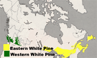 Map of Canada highlighting BC, Ontario, Quebec and Maritimes as regions of growth for White Pine trees.