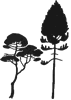Lodgepole Pine icon