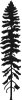 Engleman Spruce icon