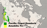Map of Canada highlighting BC and Alberta where Pacific Hemlock and Amabilis Fir Grow