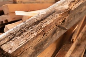 Controlling Termites