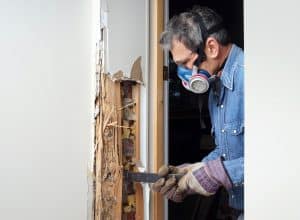 Termites